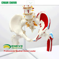 SPINE05-1 (12378) Anatomie médicale Rachis flexible humain avec têtes de fémur et muscles peints, modèles de colonne vertébrale grandeur nature